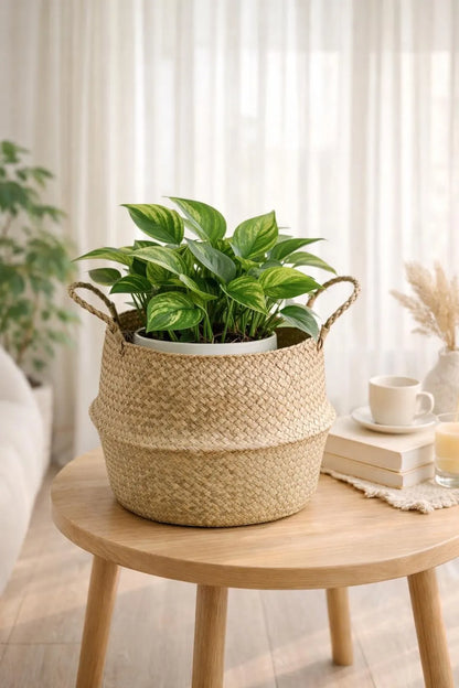 Seagrass Belly Basket, Woven Storage Organizer, Plant Pot Cover, Boho Laundry Hamper, Natural Decor